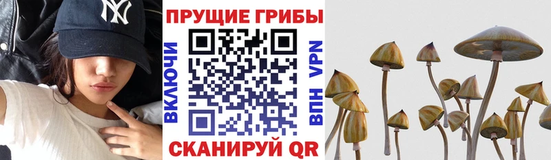 Псилоцибиновые грибы GOLDEN TEACHER  купить наркоту  Балахна 